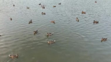 Yaban ördekleri yüzme havuzunda.