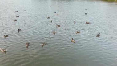 Yaban ördekleri yüzme havuzunda.