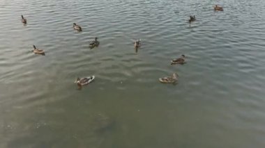 Yaban ördekleri yüzme havuzunda.