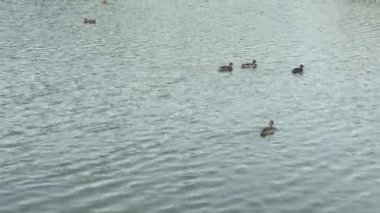 Yaban ördekleri yüzme havuzunda.