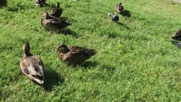 Дикі качки гуляють по траві в літній день . — стокове відео