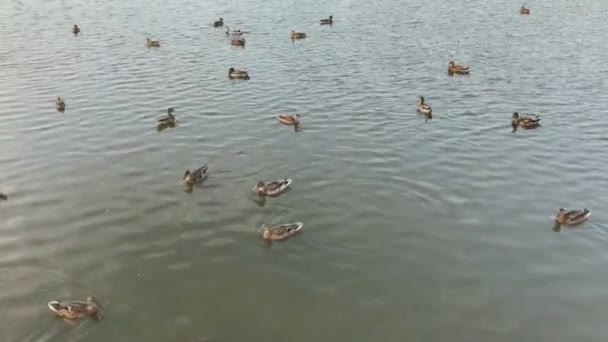 Patos salvajes en un estanque de natación . — Vídeo de stock