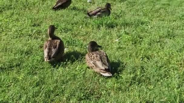 Los patos salvajes caminan sobre la hierba en un día de verano . — Vídeo de stock