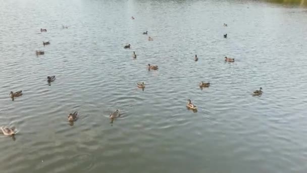 Canards sauvages sur un étang de baignade . — Video