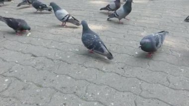 Şehir güvercinleri kaldırım taşlarından tohum yerler..