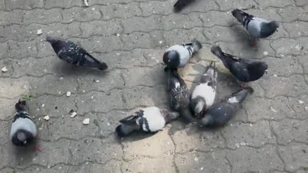 Городские голуби едят семена тротуарной плиты . — стоковое видео