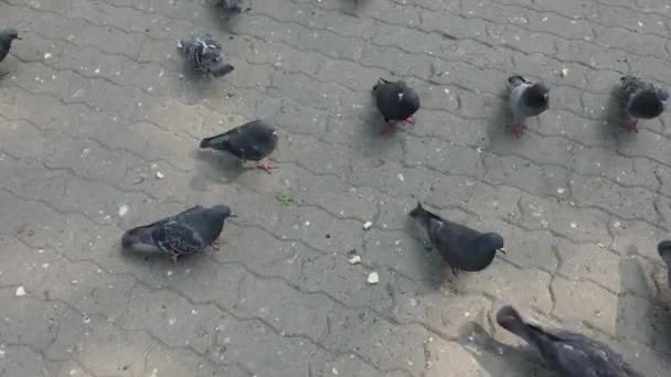 Las palomas de la ciudad comen semillas de losas de pavimentación . — Vídeos de Stock