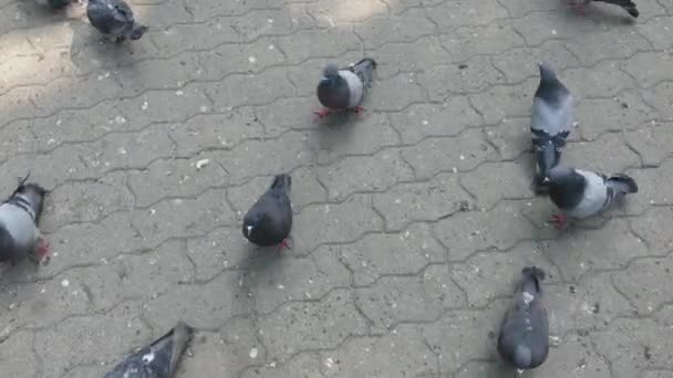 Gołębie miejskie jedzą nasiona z płyt chodnikowych. — Wideo stockowe