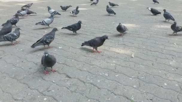 City pigeons eat seeds from paving slabs. — Stock Video