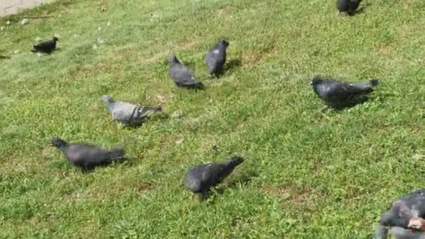 Pombos da cidade comem na grama . — Vídeo de Stock