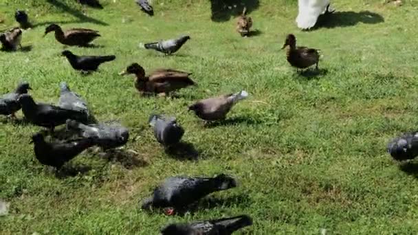 Palomas de la ciudad y patos salvajes se alimentan juntos . — Vídeo de stock