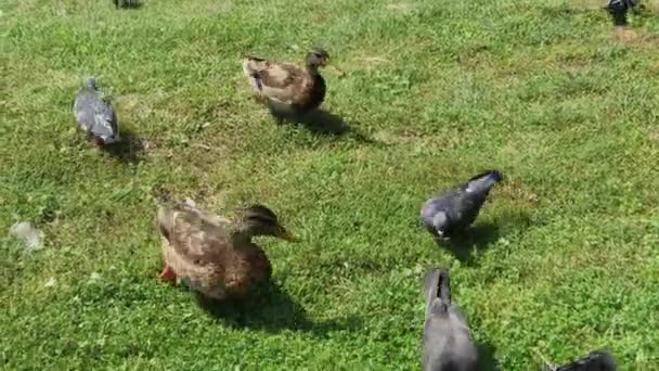 Palomas de la ciudad y patos salvajes se alimentan juntos . — Vídeos de Stock