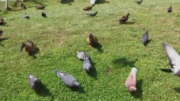 Gołębie miejskie i dzikie kaczki żywią się razem. — Wideo stockowe