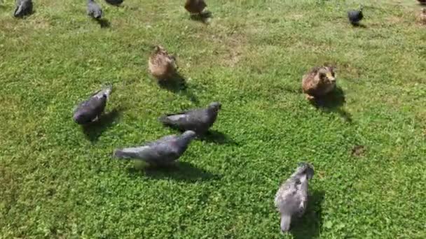 Palomas de la ciudad y patos salvajes se alimentan juntos . — Vídeo de stock