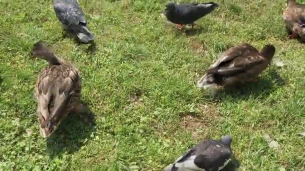 Palomas de la ciudad y patos salvajes se alimentan juntos . — Vídeo de stock