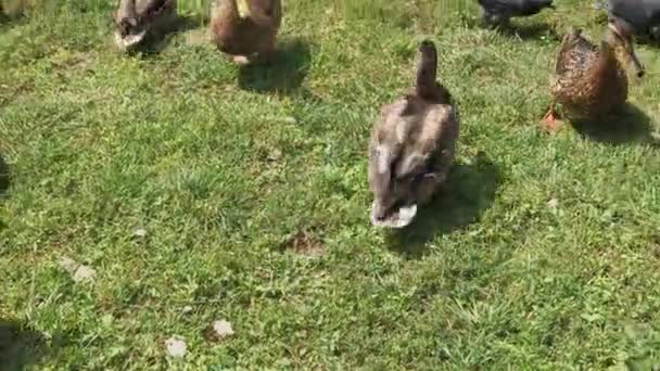 Palomas de la ciudad y patos salvajes se alimentan juntos . — Vídeo de stock