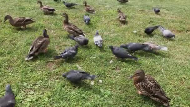 Palomas de la ciudad y patos salvajes se alimentan juntos . — Vídeo de stock