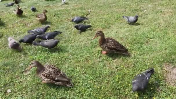 Palomas de la ciudad y patos salvajes se alimentan juntos . — Vídeo de stock