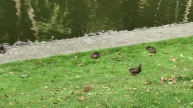 Vahşi ördekler bir yaz günü çimlerin üzerinde yürür..