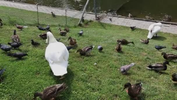 Palomas de la ciudad y patos salvajes alimentan con ellos un cisne blanco . — Vídeo de stock