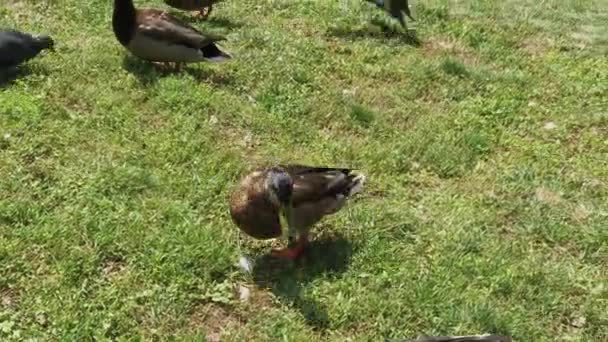 Palomas de la ciudad y patos salvajes se alimentan juntos . — Vídeos de Stock