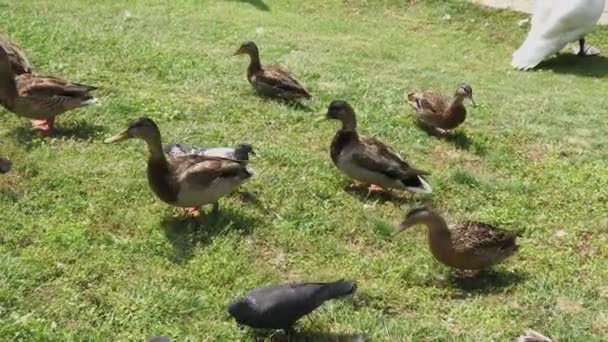 Palomas de la ciudad y patos salvajes se alimentan juntos . — Vídeo de stock