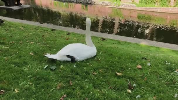 Hermoso cisne blanco sobre hierba verde . — Vídeo de stock