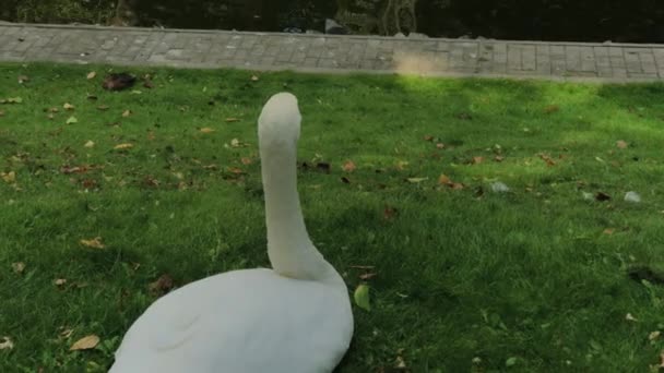 Hermoso cisne blanco sobre hierba verde . — Vídeo de stock