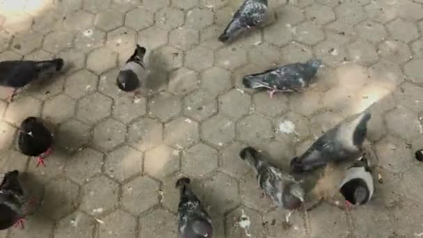 Las palomas de la ciudad comen semillas de losas de pavimentación . — Vídeos de Stock