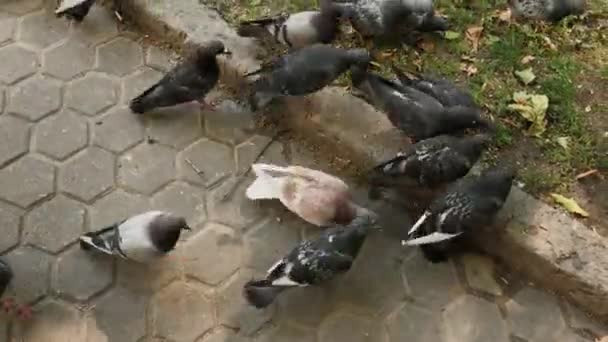 Les pigeons de la ville mangent les graines des dalles de pavage . — Video