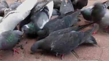 Şehir güvercinleri kaldırım taşlarından tohum yerler..
