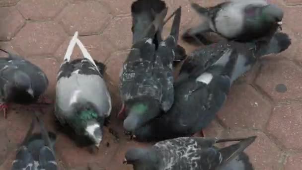 Pombos da cidade comem sementes de lajes de pavimentação . — Vídeo de Stock