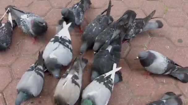 Stadsduiven eten zaden van verharde platen. — Stockvideo