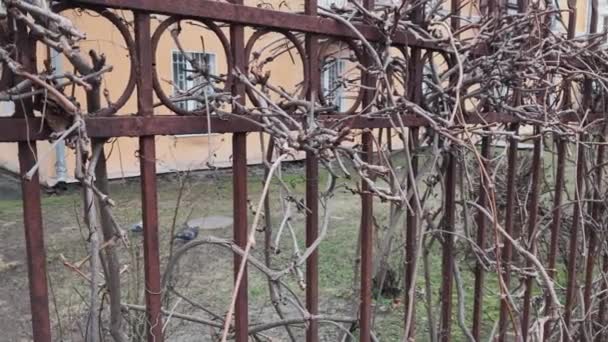 Зимова лоза без листя на паркані . — стокове відео