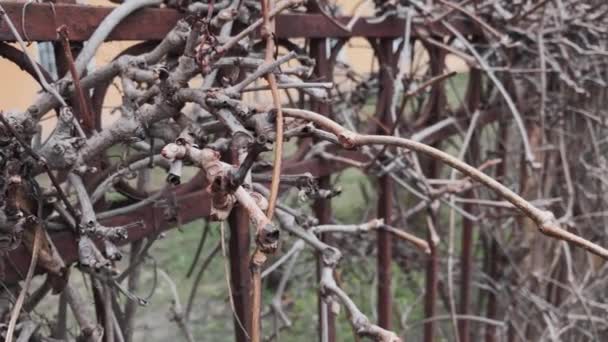 Viña de invierno sin hojas en la valla . — Vídeo de stock