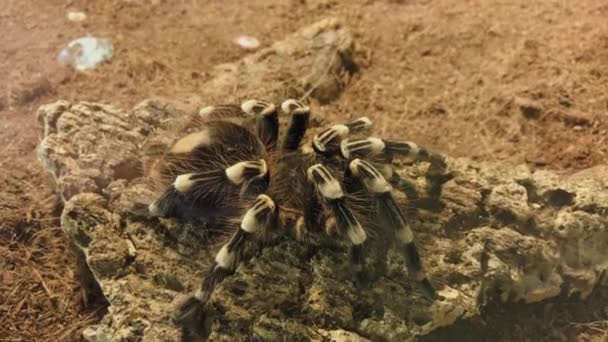 Araña grande en el terrario . — Vídeo de stock