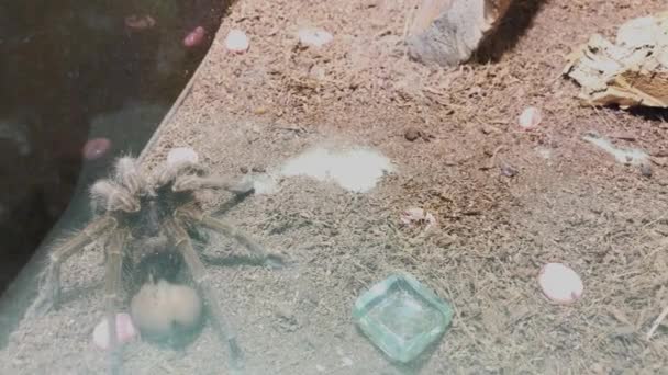 Duży pająk w terrarium. — Wideo stockowe