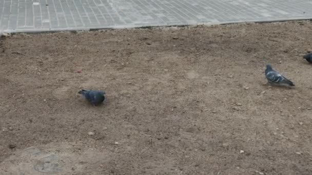 Міські голуби в піщаному дзьобі зерна . — стокове відео