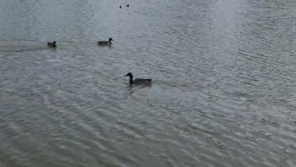 Красивые дикие утки на озере. — стоковое видео