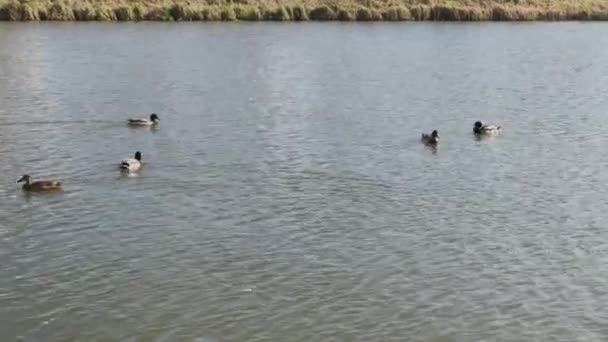 Hermosos patos salvajes en el lago. — Vídeos de Stock