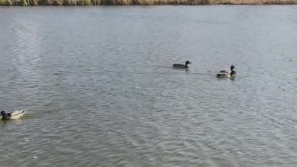 Belos patos selvagens no lago. — Vídeo de Stock