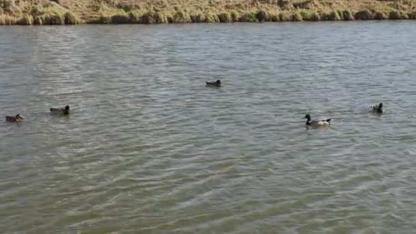 Belos patos selvagens no lago. — Vídeo de Stock