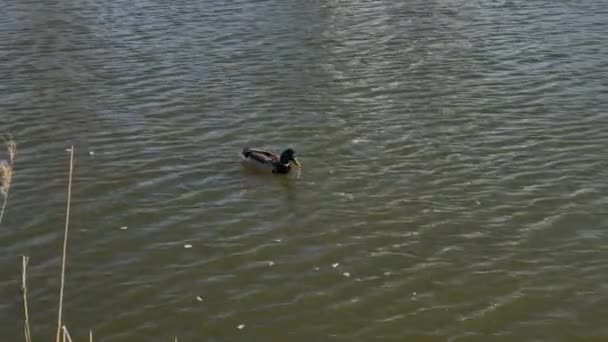 Hermosos patos salvajes en el lago. — Vídeo de stock