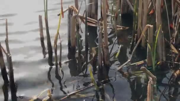 Suszone trzciny na jeziorze. — Wideo stockowe