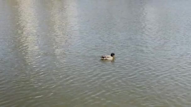 Hermosos patos salvajes en el lago. — Vídeo de stock