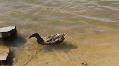 Göldeki güzel vahşi ördekler.