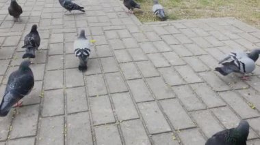 Şehir güvercinleri tahıl gagalar. Çok sayıda güvercin..