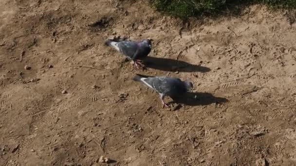 Palomas de la ciudad en la arena . — Vídeos de Stock