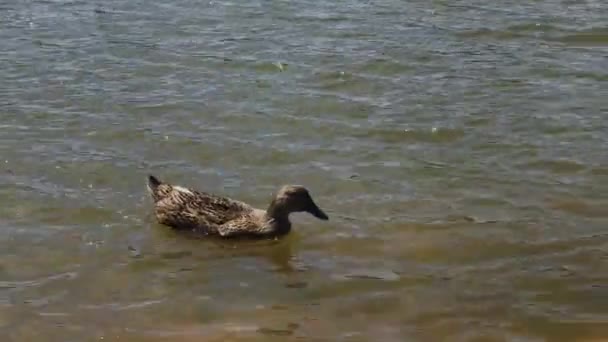 湖の上の美しい野生のアヒル. — ストック動画