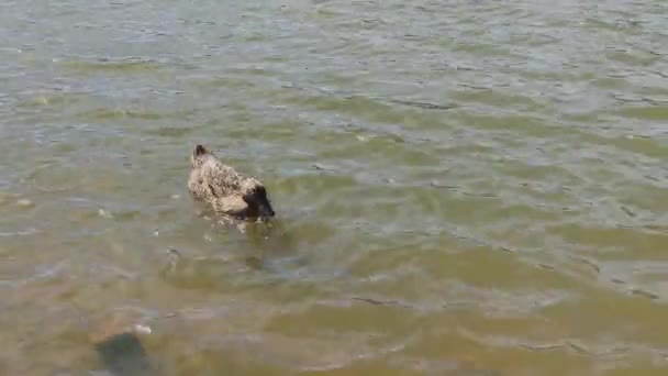 Belos patos selvagens no lago. — Vídeo de Stock